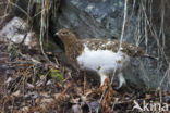 Willow Ptarmigan (Lagopus lagopus)