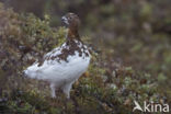 Moerassneeuwhoen (Lagopus lagopus)