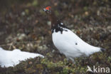 Moerassneeuwhoen (Lagopus lagopus)