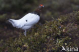 Moerassneeuwhoen (Lagopus lagopus)