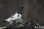 Willow Ptarmigan (Lagopus lagopus)