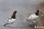 Willow Ptarmigan (Lagopus lagopus)