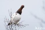 Moerassneeuwhoen (Lagopus lagopus)