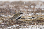 Golden Plover (Pluvialis apricaria)