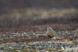 Eurasian Dotterel (Eudromias morinellus)