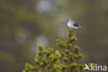 Common Greenshank (Tringa nebularia)