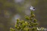 Common Greenshank (Tringa nebularia)