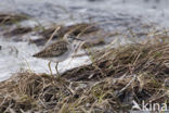 Wood Sandpiper (Tringa glareola)