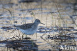 Wood Sandpiper (Tringa glareola)