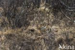 Common Snipe (Gallinago gallinago)