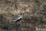 Goudplevier (Pluvialis apricaria)