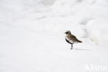 Golden Plover (Pluvialis apricaria)