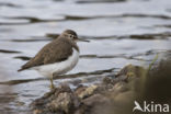 Common Sandpiper (Actitis hypoleucos)