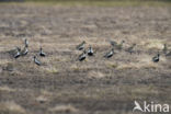 Golden Plover (Pluvialis apricaria)