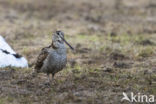 Eurasian Woodcock (Scolopax rusticola)