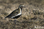 Goudplevier (Pluvialis apricaria)