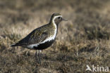 Goudplevier (Pluvialis apricaria)