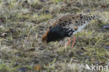 Ruff (Philomachus pugnax)