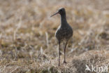 Spotted Redshank (Tringa erythropus)