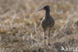 Spotted Redshank (Tringa erythropus)