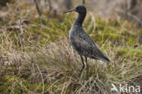 Spotted Redshank (Tringa erythropus)