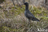 Spotted Redshank (Tringa erythropus)