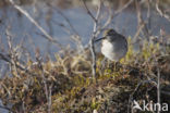 Wood Sandpiper (Tringa glareola)