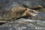 Kanoetstrandloper (Calidris canutus)