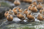 Kanoetstrandloper (Calidris canutus)