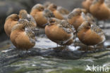 Kanoetstrandloper (Calidris canutus)