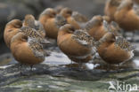 Kanoetstrandloper (Calidris canutus)