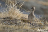 Whimbrel (Numenius phaeopus)