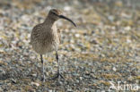 Whimbrel (Numenius phaeopus)