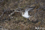 Temmincks Strandloper (Calidris temminckii)