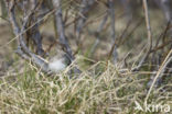 Temmincks Strandloper (Calidris temminckii)