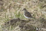 Temmincks Strandloper (Calidris temminckii)