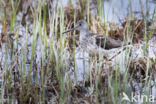 Common Greenshank (Tringa nebularia)