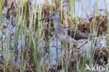 Common Greenshank (Tringa nebularia)