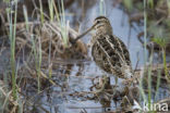 Common Snipe (Gallinago gallinago)