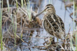 Common Snipe (Gallinago gallinago)