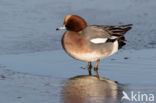 Wigeon (Anas penelope)