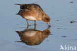 Wigeon (Anas penelope)