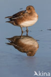 Wigeon (Anas penelope)