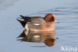 Wigeon (Anas penelope)