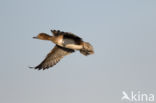 Wigeon (Anas penelope)