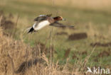 Wigeon (Anas penelope)