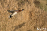 Wigeon (Anas penelope)