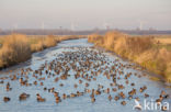 Wigeon (Anas penelope)