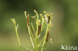 The Cinnabar (Tyria jacobaeae)