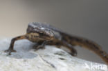 Kleine watersalamander (Triturus vulgaris)